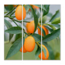 Zoek naar kumquat boom