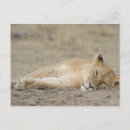 Zoek naar panthera leo briefkaarten Dieren in het wild