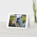 Zoek naar lama gelukkige verjaardagskaarten Humor