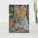 Zoek naar halloween kaarten Fotografie