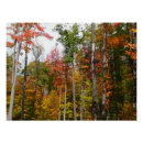 Zoek naar herfst bos posters Bomen