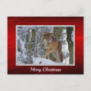 Zoek naar grijze wolf briefkaarten Sneeuw