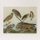Zoek naar audubon puzzels Illustratie