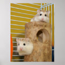 Zoek naar knaagdieren posters Zoogdier