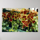 Zoek naar coleus posters Planten