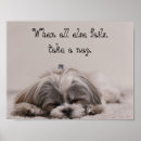 Zoek naar shihtzu posters Huisdier