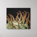 Zoek naar biologie kunst Planten