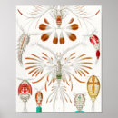 Zoek naar biologische illustratie posters Kunstformen der natur