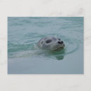 Zoek naar zeehond briefkaarten Ijsland