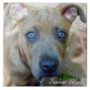 Zoek naar pitbull tegels Puppy