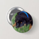 Zoek naar afbeeldingen honden buttons Gezelschapsdieren