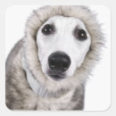 Zoek naar temperatuur stickers Winter