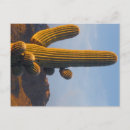 Zoek naar sonora woestijn posters Fotografie