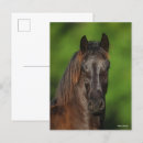 Zoek naar friesian briefkaarten Friesisch