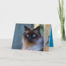 Zoek naar siamese cat kaarten Schattig