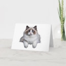 Zoek naar ragdoll katten kaarten Kattenliefhebber