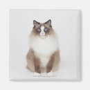 Zoek naar furry magneten Katten