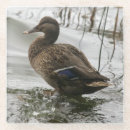 Zoek naar eenden onderzetters Voor iedereen