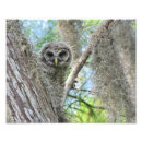 Zoek naar baby uil posters Vogel