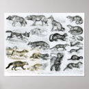 Zoek naar otter kunst Wild