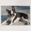 Zoek naar boston terrier puzzels Schattig