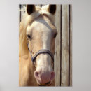 Zoek naar palomino posters Equine