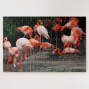 Zoek naar flamingo puzzels Natuur