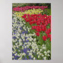 Zoek naar keukenhof tuin posters Foliage