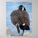 Zoek naar canadese gans posters Wild