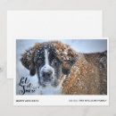 Zoek naar st bernard hond kaarten Kerstmis