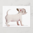 Zoek naar chihuahua puppy briefkaarten Klein