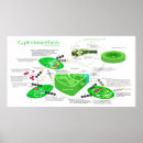 Zoek naar plant grafiek posters Diagram