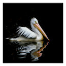 Zoek naar witte vogel posters Dier