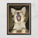 Zoek naar chien Chihuahua