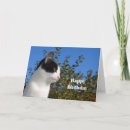Zoek naar black and white kaarten Kat