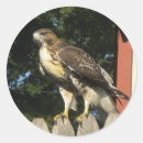 Zoek naar valken stickers Natuur