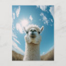 Zoek naar alpaca briefkaarten Wild