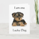 Zoek naar yorkie kaarten Fotografie