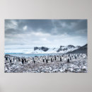Zoek naar winter penguin kunst Vogel