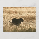 Zoek naar panthera leo briefkaarten Dieren in het wild