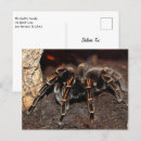 Zoek naar spiders briefkaarten Spookachtig
