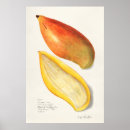 Zoek naar mango kunst Vrucht