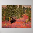 Zoek naar eland posters Alaska