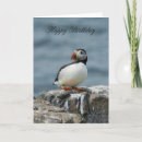 Zoek naar puffin kaarten Vogel