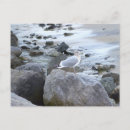 Zoek naar zeemeeuw briefkaarten Vogels