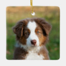 Zoek naar australian shepherd ornamenten Puppy