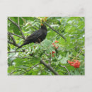 Zoek naar berries briefkaarten Dieren