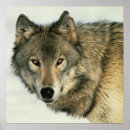 Zoek naar wilde wolven posters Landschap