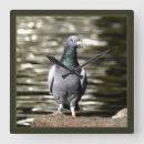 Zoek naar duif klokken Vogels