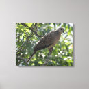 Zoek naar dove kunst Natuur